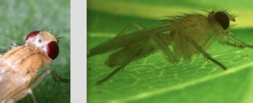 Cordilura albipes